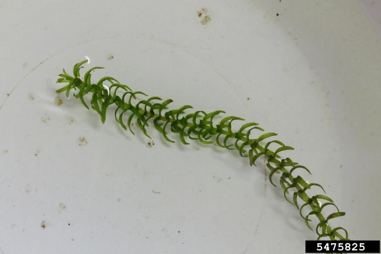 Lookalike: Common elodea