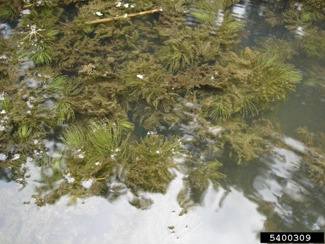 Lookalike: Coontail (Ceratophyllum demersum)