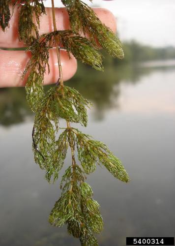 Lookalike: Coontail (Ceratophyllum demersum)