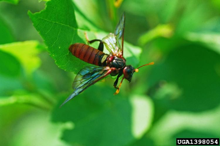 Look-alike: Adult elm sawfly.They are metallic blue with translucent, smoky-gray wings. There is a prominent yellowish or white spot at the base of the wings.