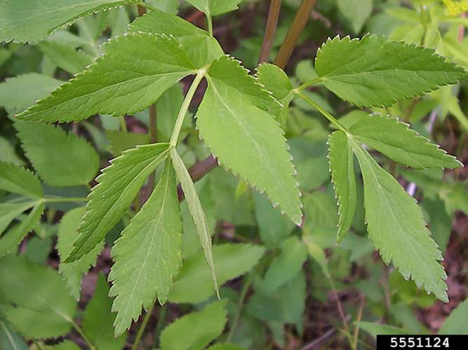 Look-alike: Golden Alexander (Zizia aurea) has yellow flowers and a smaller stature. This is a native plant.