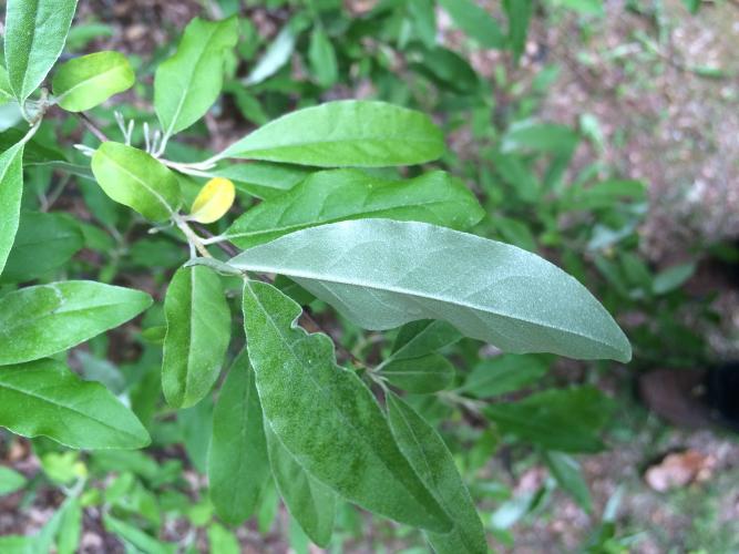 Look-alike: autumn olive, (also an invasive species) alternate long oval leaves, with silvery undersides, and slight wave to the edge.