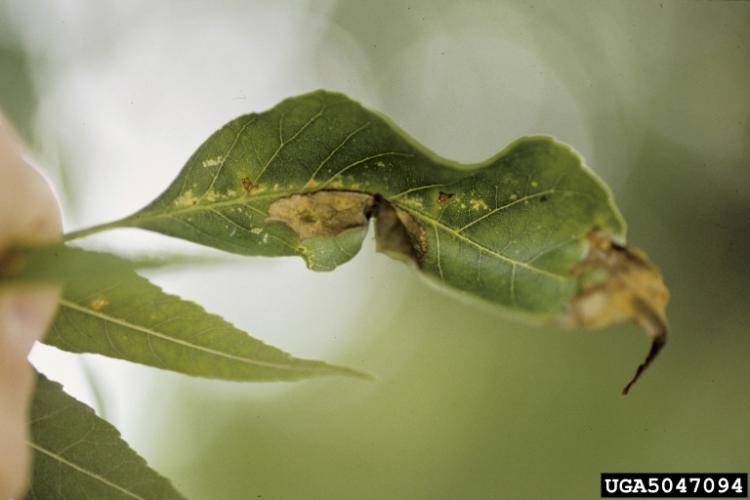 Look-alike: ash anthracnose.