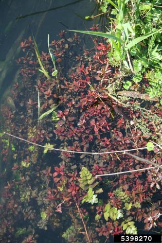 Lookalike: Red Ludwigia