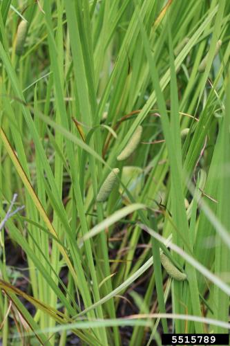 Lookalike: Sweet flag (Acorus americanus) 