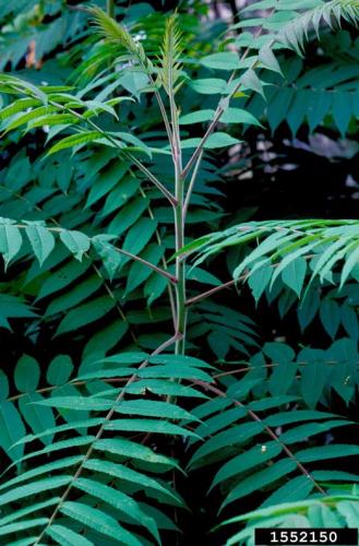 Look-alike: staghorn sumac (Rhus hirta) has toothed leaf edges, and lacks the tell-tale glands that Tree-of-heaven have on the underside of the leaf.