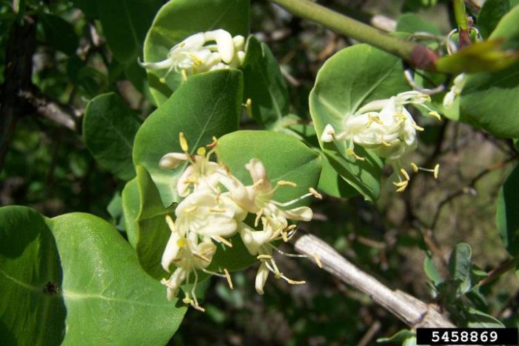 Look-alike: western white honeysuckle (Lonicera albiflora).