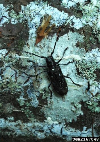 Look-alike: white-spotted sawyer, has a distinctive white spot at the top of where its wing covers ("elytra") meet.