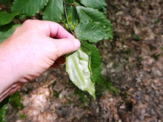 Look-alike: leaf rolling from aphid feeding.