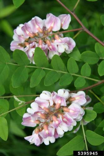 Look-alike: bristly locust (Robinia hispida), looks similar to false indigo when they are young 