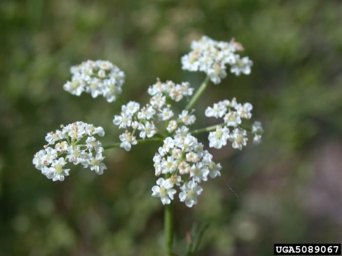 Look-alike: common caraway (Carum carvi).