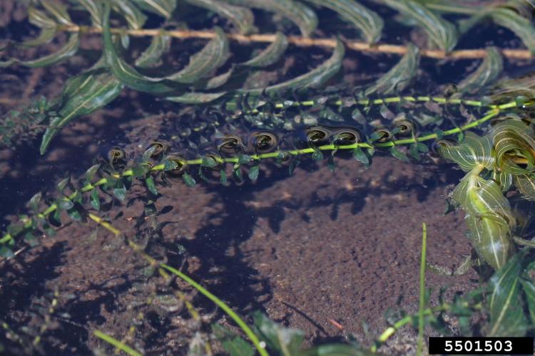 Lookalike: Common elodea