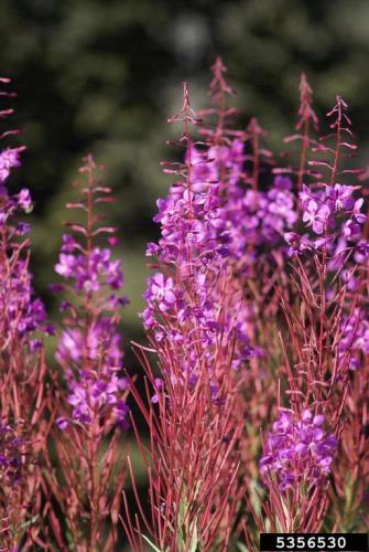 Look-alike: narrow-leaved fireweed (Chamerion angustifolium)  flowers have four petals and leaves are alternately arranged.