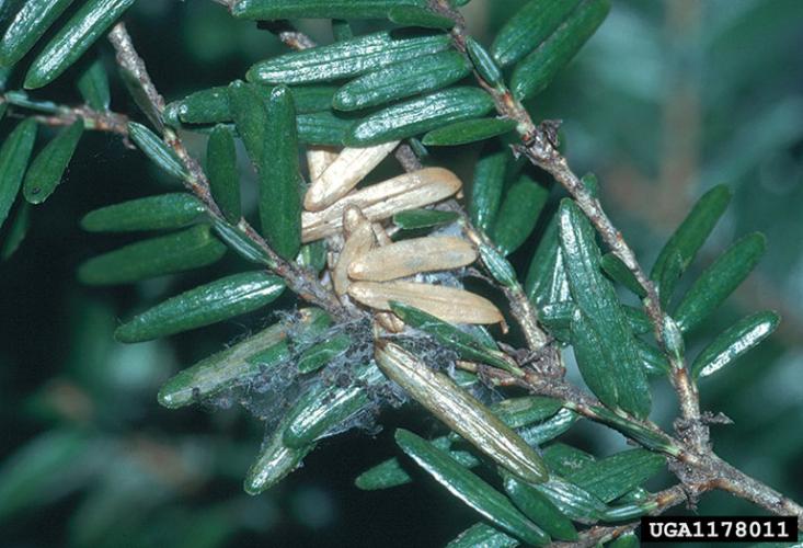 Look-alike: hemlock needleminer.