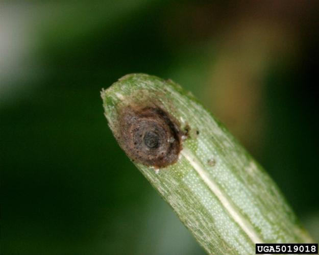 Look-alike: native hemlock scale.