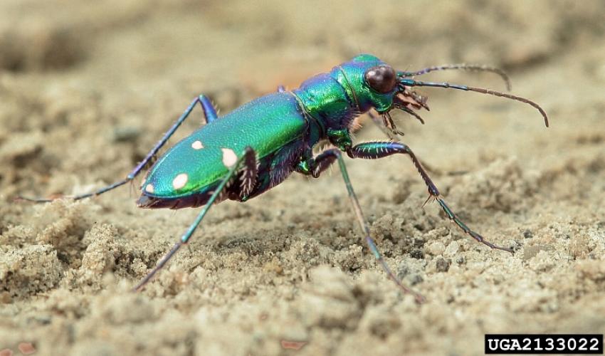 Look-alike: six-spotted tiger beetle.