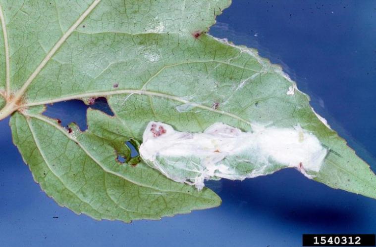 Look-alike: spider egg sacs.