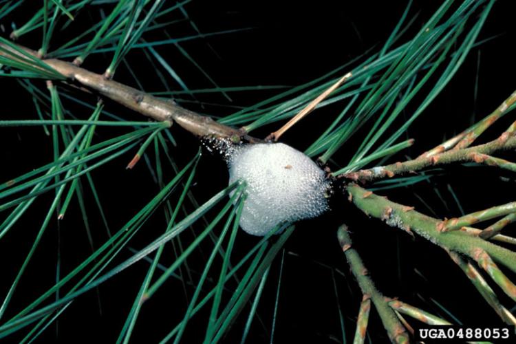 Look-alike: spittlebug (on a pine tree).