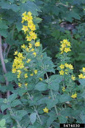 Look-alike: spotted loosestrife (Lysimachia punctata), non-native, primarily blooms along the stem in the leaf axils.