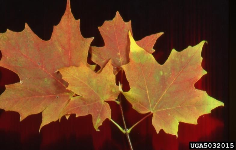 Look-alike: sugar maple leaves have five lobes. The leaf petiole does not produce a white sap when broken.