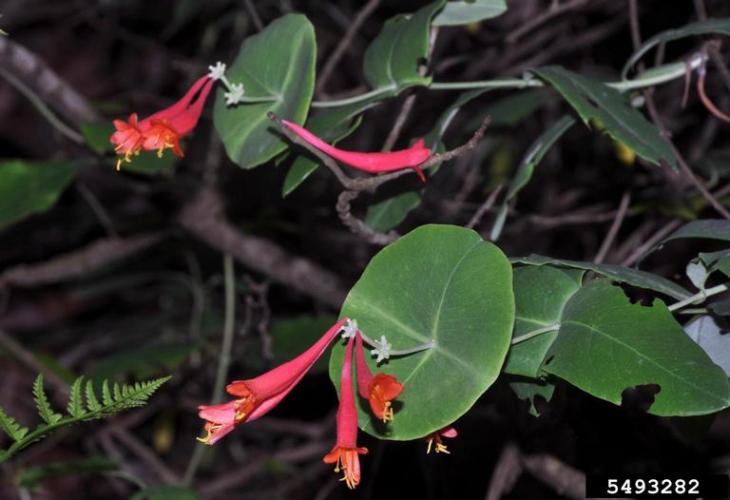 Look-alike: trumpet honeysuckle (Lonicera sempervirens).