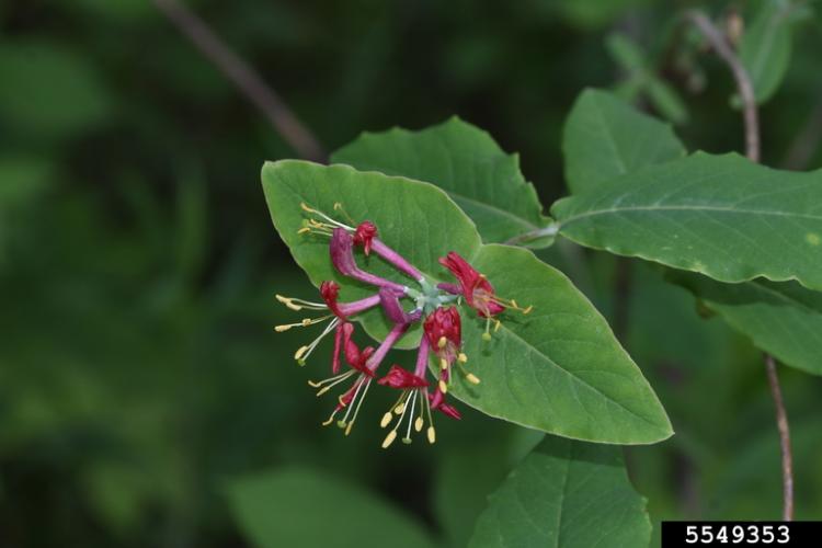 Look-alike: twining honeysuckle (Lonicera dioica).