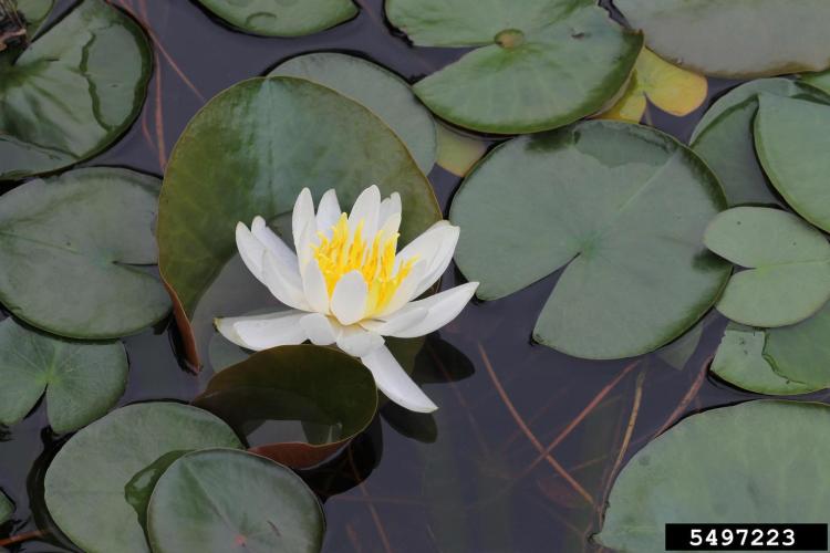 Lookalike: White water lily (Nymphaea odorata)