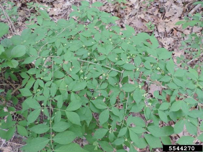 Look-alike: winged burning bush (Euonymus alatus) also an invasive species.