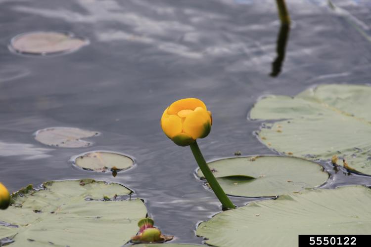 Lookalike: Yellow pond lily (Nuphar variegata)