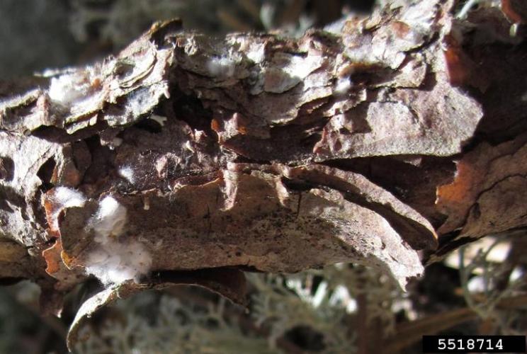 Red pine scale: masses of cottony white filaments become visible on the branches when infestations are heavy.