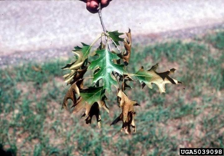 Oak wilt: wilting leaves are often discolored along outer edges, with discoloration ranging from pale green to yellow, bronze, or brown.