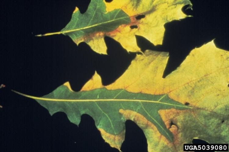 Oak wilt: wilting leaves are often discolored along outer edges, with discoloration ranging from pale green to yellow, bronze, or brown.