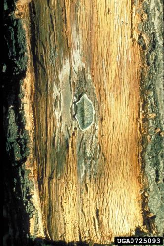 Oak wilt: spore mat under bark.