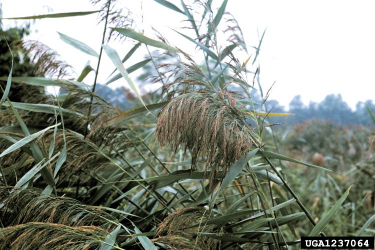 Common reed: flower heads are dense, fluffy, gray or purple in color.