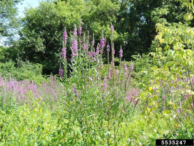 Purple loosestrife: infestation.