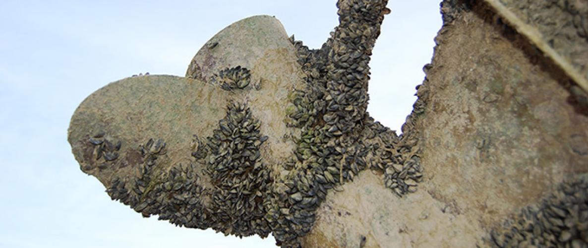 Quagga mussels on a boat propeller from Lake Mead