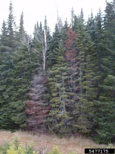 Balsam woolly adelgid: foliage turns yellow to red to brown.