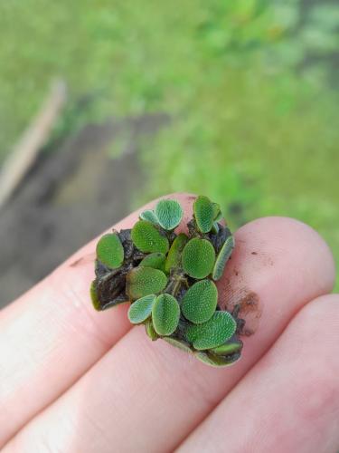 Giant salvinia: foliage