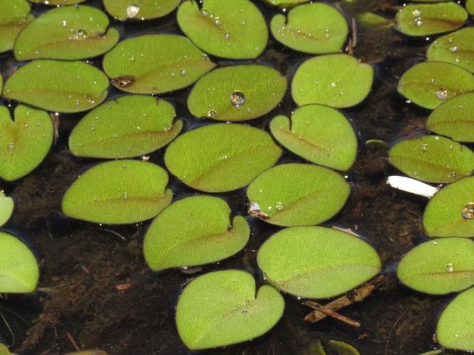 Salvinia auriculata: foliage