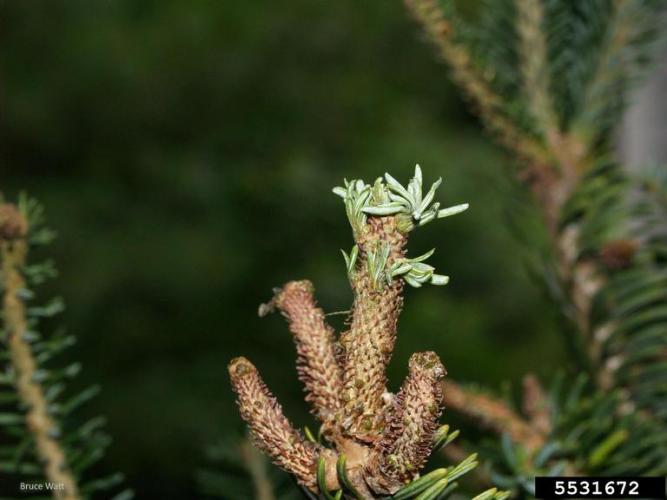 Balsam woolly adelgid: stunted terminal growth.