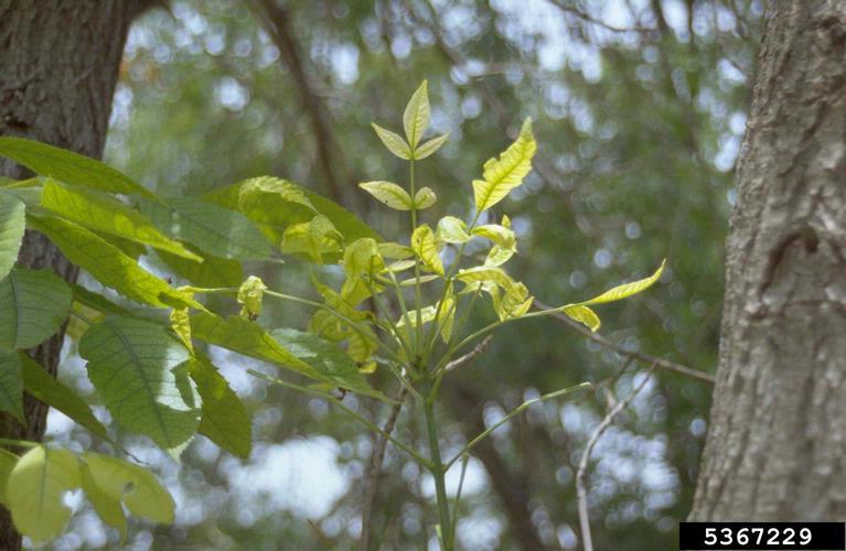 Ash yellows: upturned leaf margins.