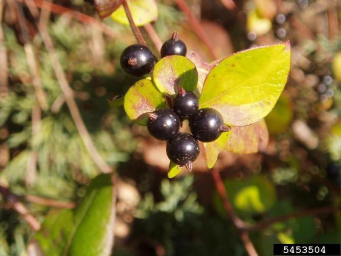 Vine honeysuckle: small shiny globular fruits turn from green to black as they ripen.