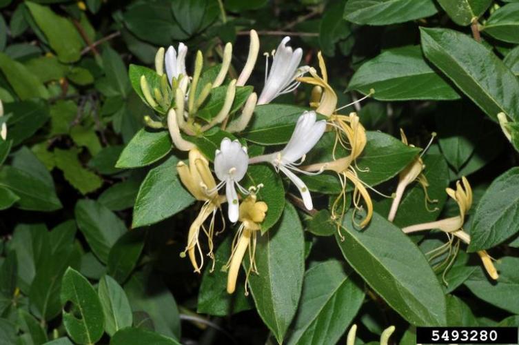 Vine honeysuckle: whitish-pink flowers develop in the axils of the leaves. The flowers turn cream-yellow as they age.