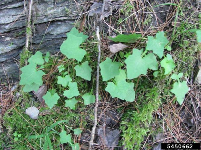 Wall Lettuce: basal and lower stem leaves are 2.5-7 in. long, 1-3 in. wide, glabrous and deeply lobed, with broad, terminal segments.