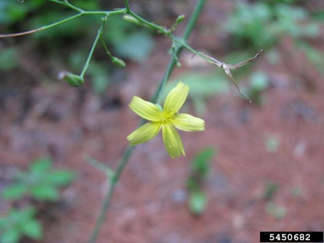 Wall Lettuce: flower head is comprised of 5 yellow, strap-shaped ray florets.