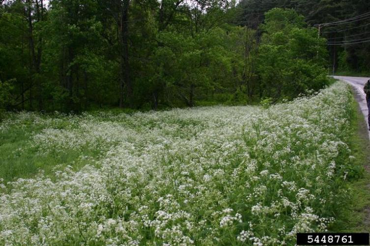 Wild chervil: infestation.