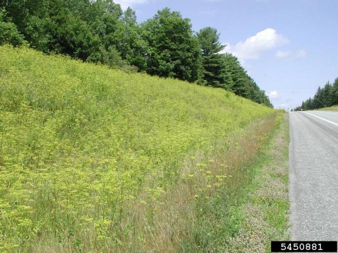 Wild parsnip: infestation.