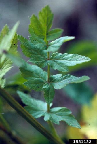 Wild parsnip: leaves are alternate, compound and branched with jagged teeth. Leaflets are yellowish-green, shiny, oblong, coarsely-toothed, and diamond-shaped.