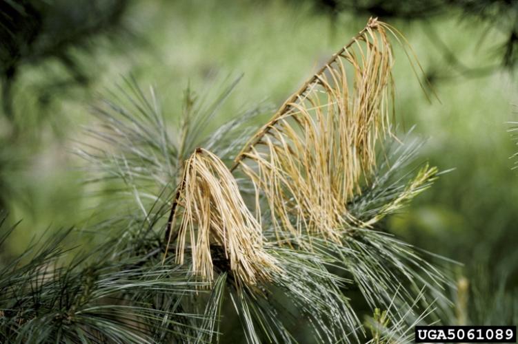 White pine blister rust: flagging, browning of pine needles.