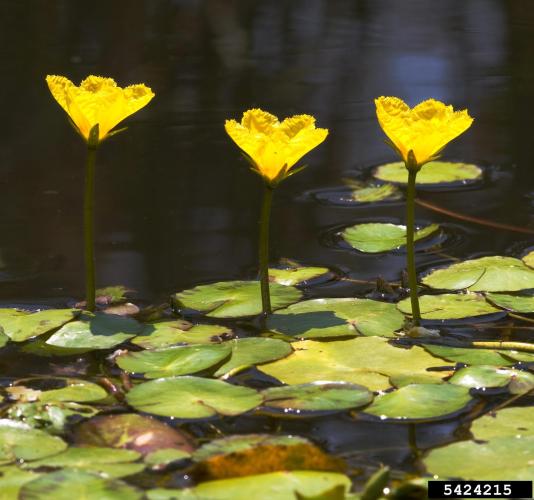 Yellow floating-heart: flower